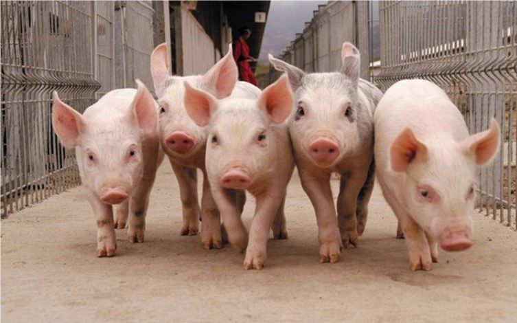 Curso de capacitación para personal de granja de porcino (diferentes CCAA)