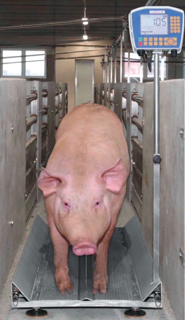 i+porc Cluster español de productores de ganado porcino i+porc Cluster español de productores de ganado porcino