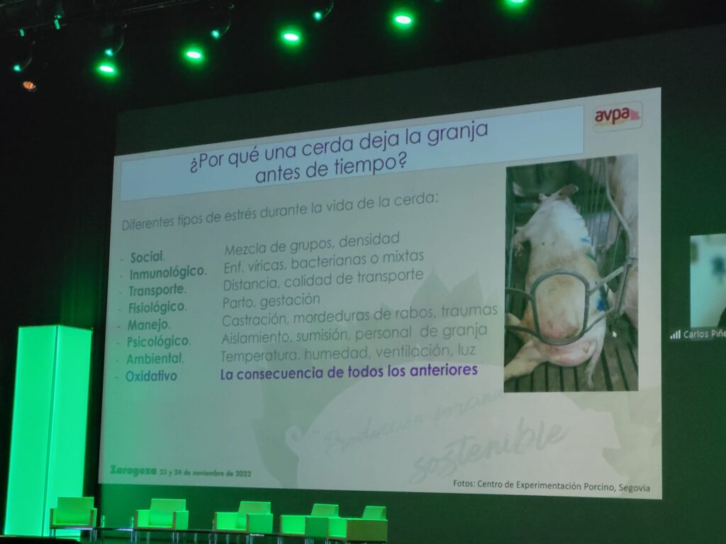 i+porc Cluster español de productores de ganado porcino i+porc Cluster español de productores de ganado porcino