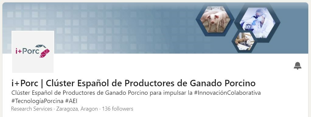 i+porc Cluster español de productores de ganado porcino ¡i+Porc estrena LinkedIn!