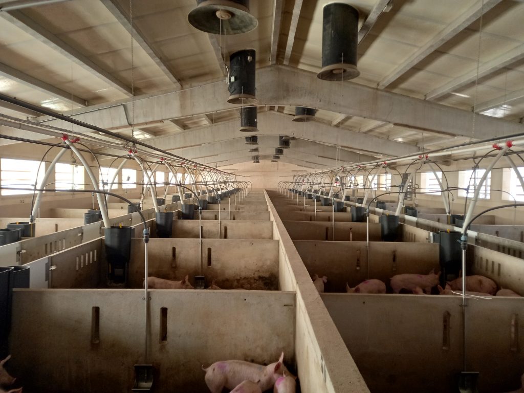 i+porc Cluster español de productores de ganado porcino i+porc Cluster español de productores de ganado porcino
