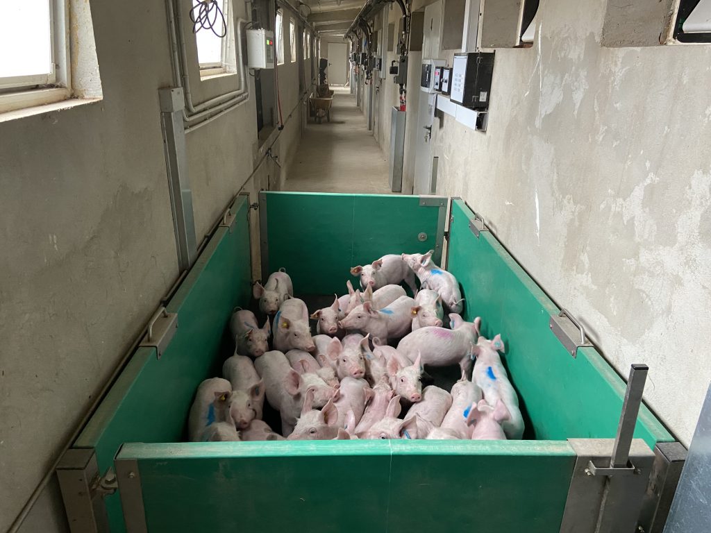 i+porc Cluster español de productores de ganado porcino i+porc Cluster español de productores de ganado porcino