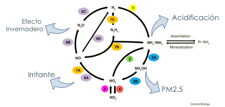 i+porc Cluster español de productores de ganado porcino