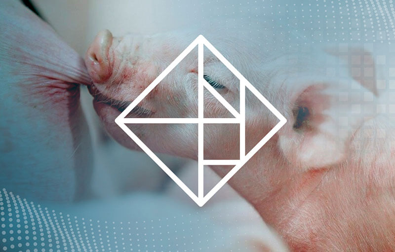 i+porc Cluster español de productores de ganado porcino