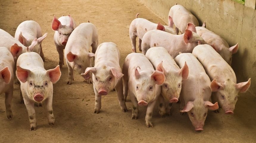 i+porc Cluster español de productores de ganado porcino i+porc Cluster español de productores de ganado porcino